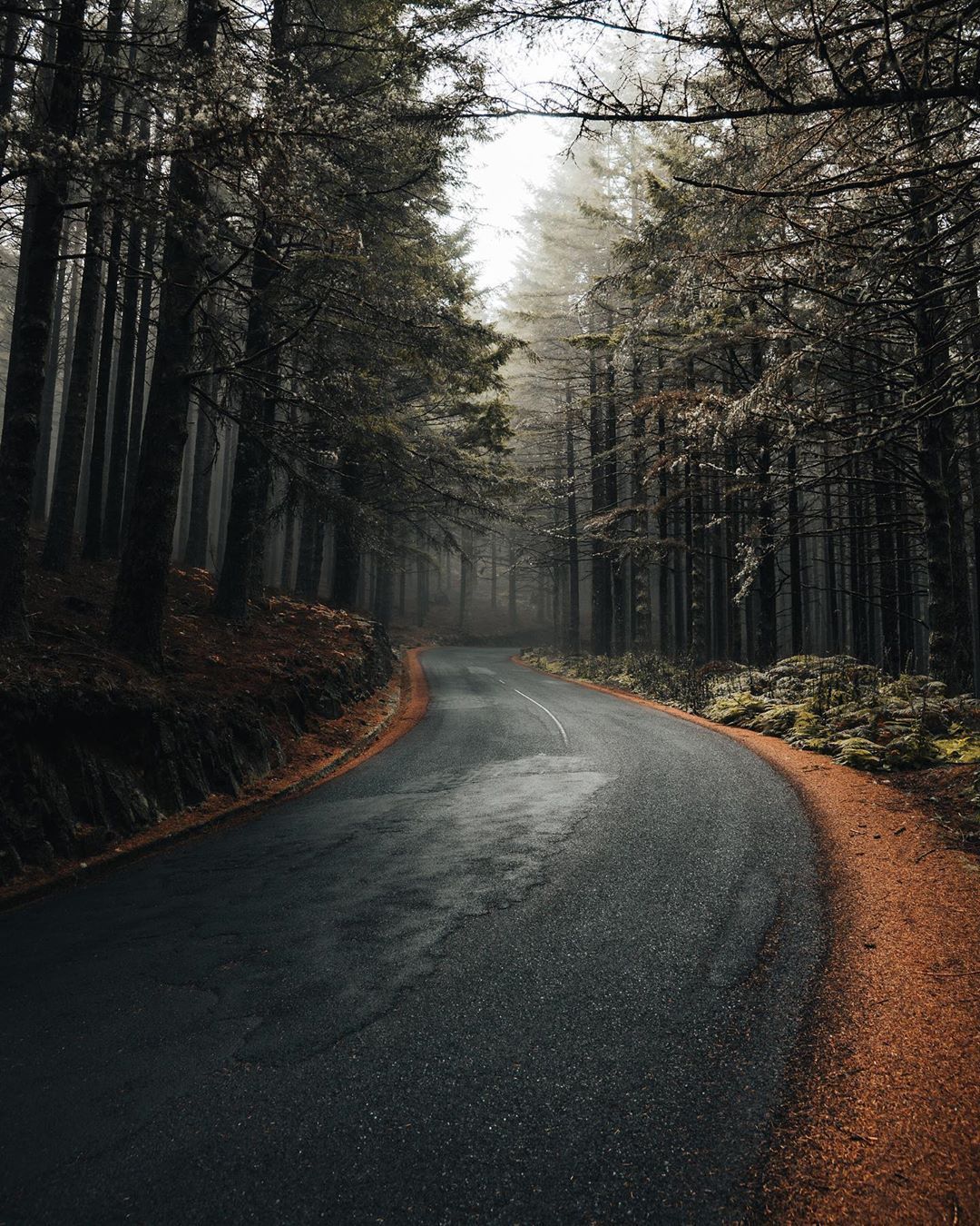 Forest Road - Forest, Road, Nature