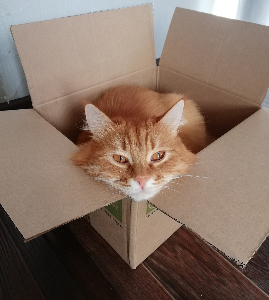 In the nest - cat, Catomafia, Redheads, Box, Box and cat