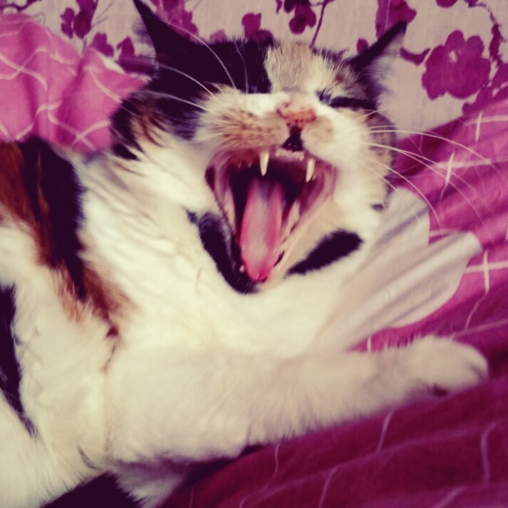 Cat Zhosya yawns - My, cat, Catomafia, Milota, Longpost