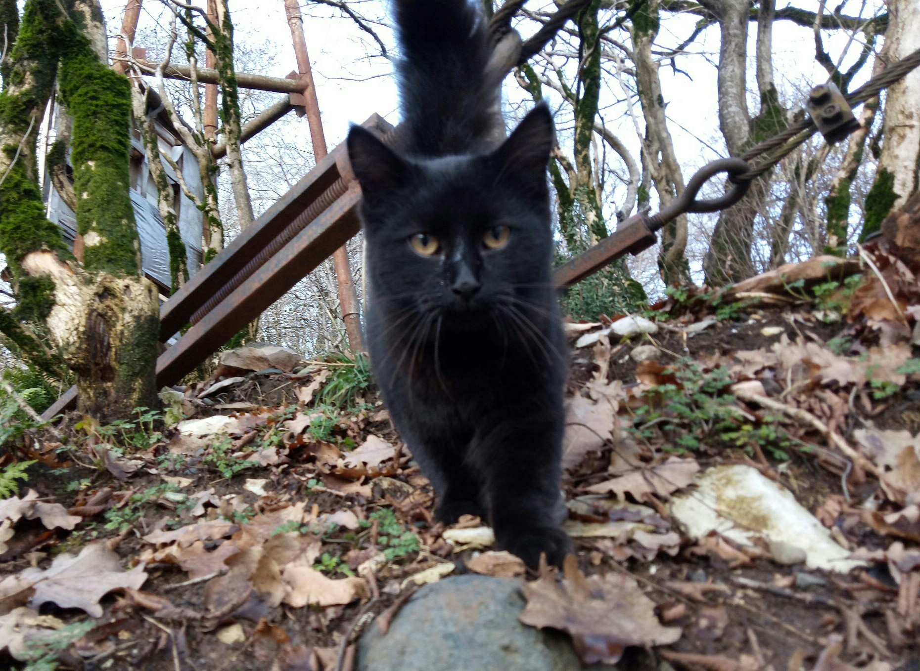 Abkhazian smaller brothers - My, Abkhazia, Nature, cat, Dog, Animals, Caucasus, Longpost, Horses