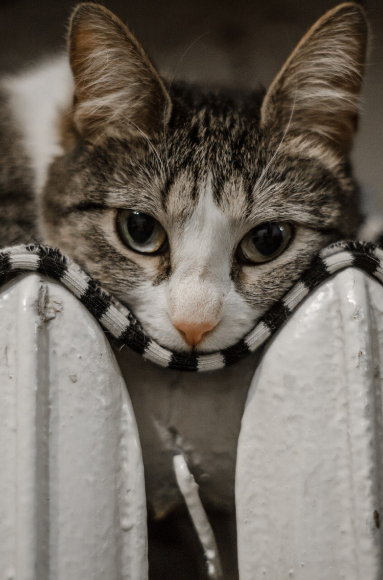 Sardel.Vest.Battery - My, cat, Catomafia, Nikon, Battery, Striped vest