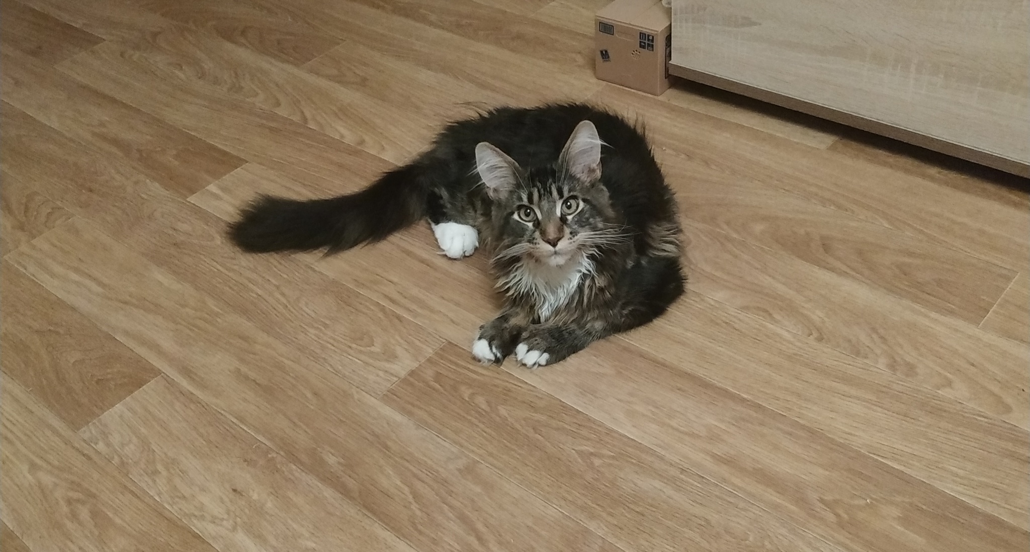 Show off kitty - My, cat, Maine Coon, Mustachioed - Striped, Pets, Catomafia, Longpost