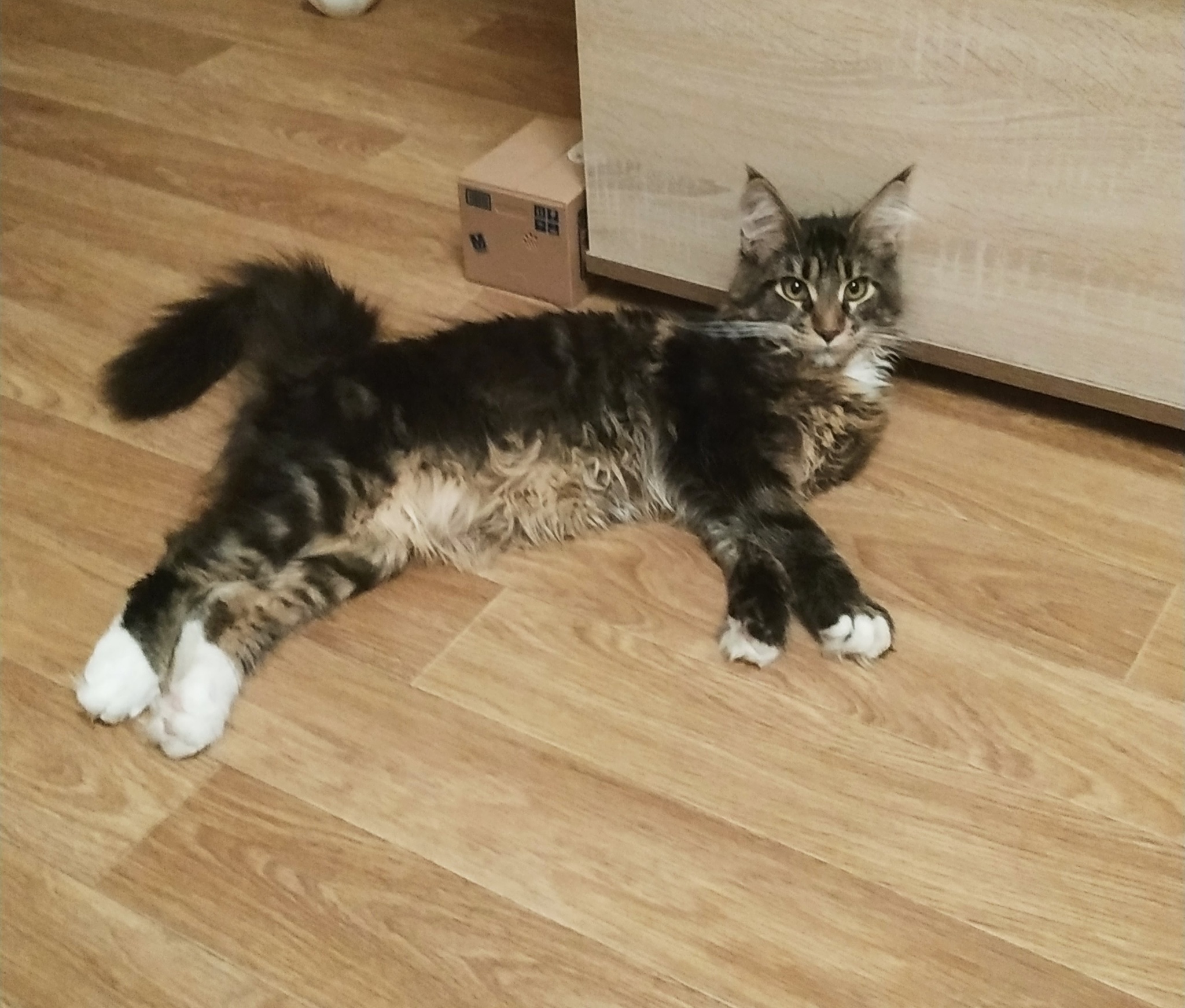 Show off kitty - My, cat, Maine Coon, Mustachioed - Striped, Pets, Catomafia, Longpost