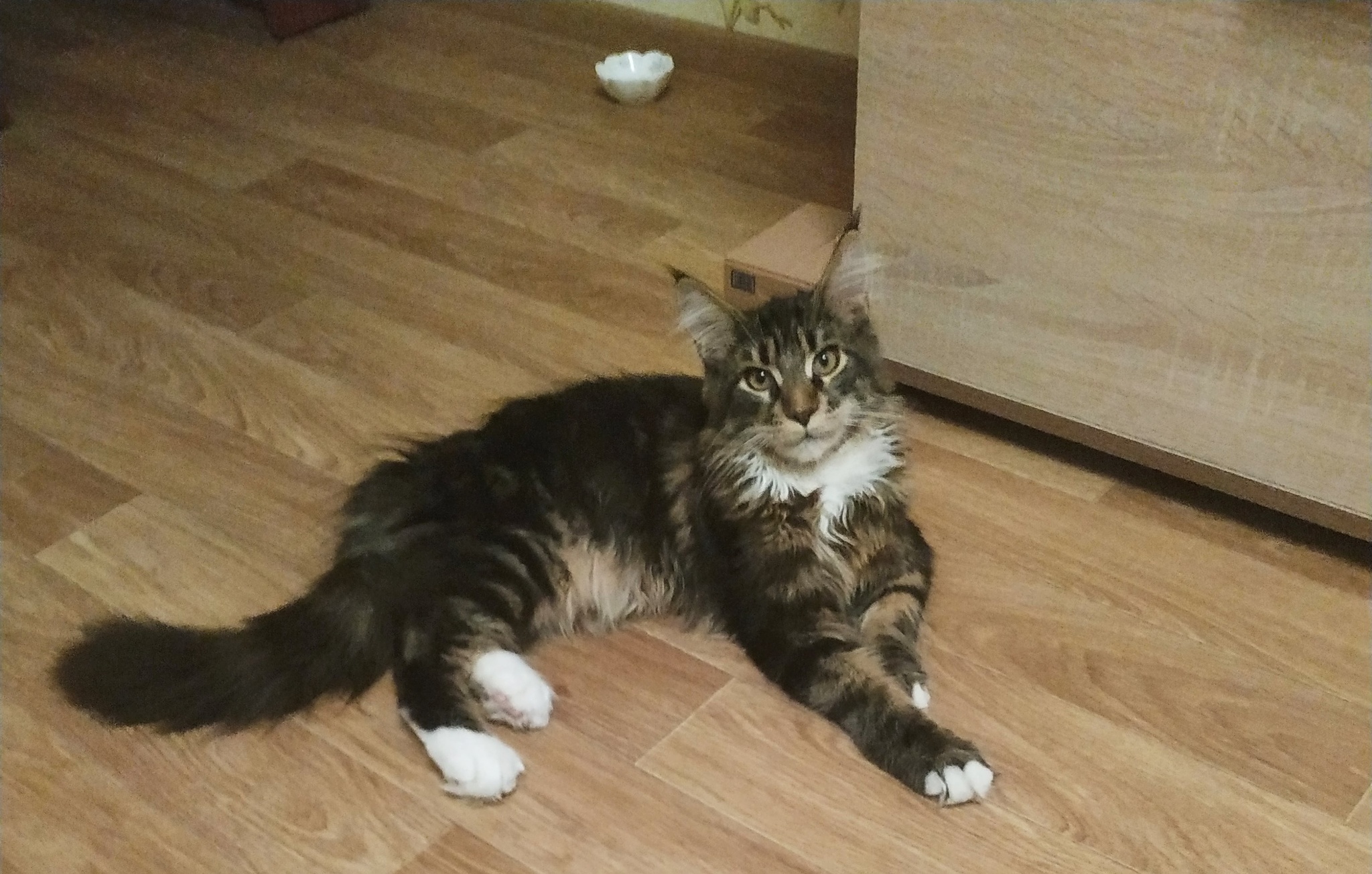 Show off kitty - My, cat, Maine Coon, Mustachioed - Striped, Pets, Catomafia, Longpost