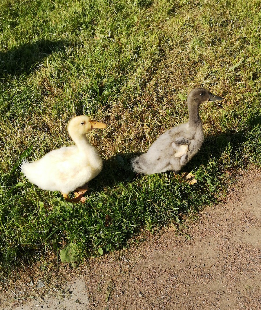 How my ducklings grew up 2h - My, Duck, Pets, Waterfowl, Milota, Pet, Longpost