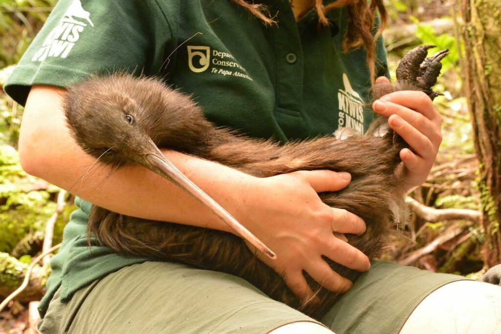 New Zealand cat..... - Birds, Kiwi, New Zealand