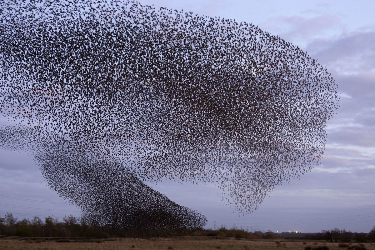 The most powerful photos of November 2019 - The photo, Buzzfeed, A selection, Interesting, Translation, Longpost, The Guardian