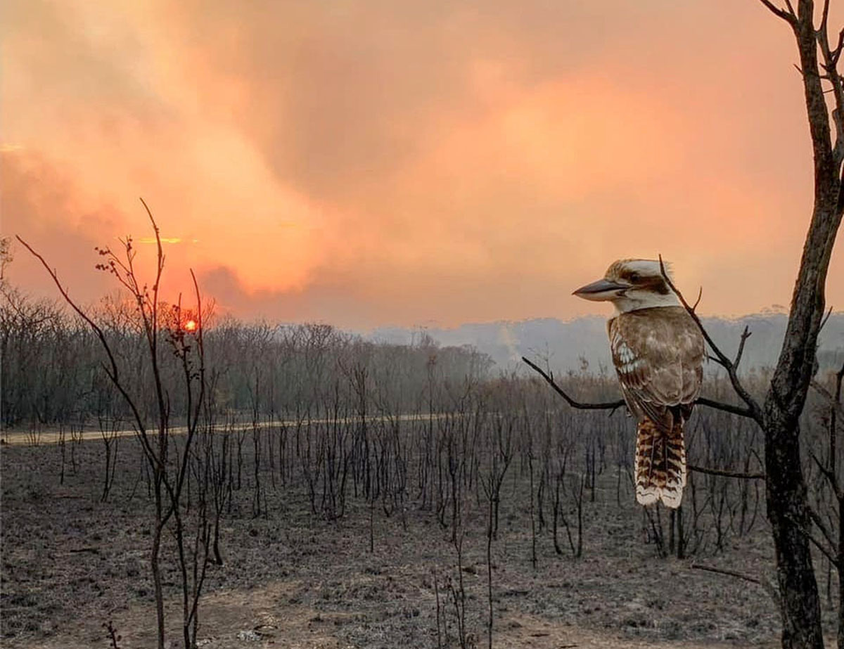 The most powerful photos of November 2019 - The photo, Buzzfeed, A selection, Interesting, Translation, Longpost, The Guardian