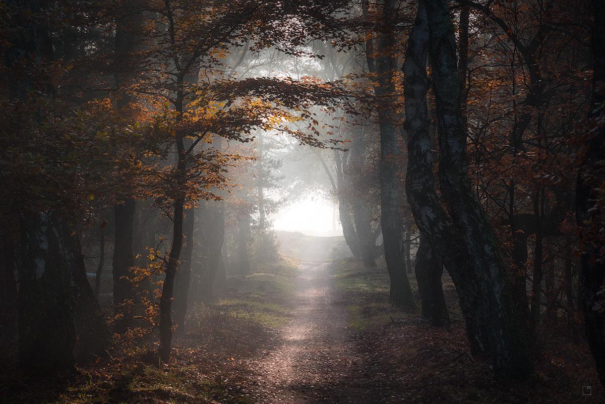 Осенний лес - Фотография, Лес, Осень, Нидерланды (Голландия), Природа