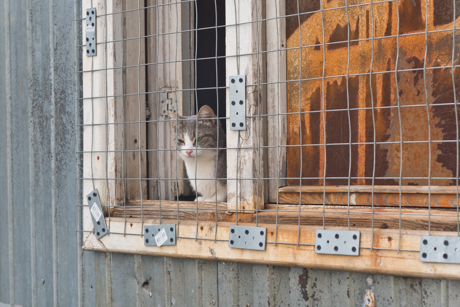 Говорят, тут котиков любят... - Моё, Кошкин дом, Кот, Котомафия, Собака, Собачьи будни, Приют, Приют для животных, Фотография, Длиннопост