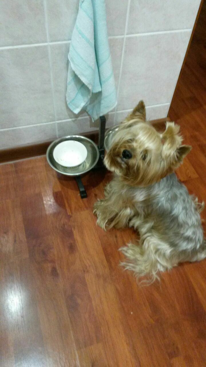 Morsik - My, Dog, Yorkshire Terrier, Longpost