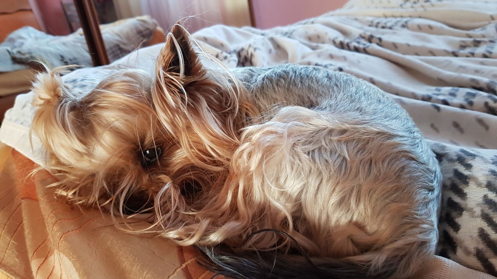 Morsik - My, Dog, Yorkshire Terrier, Longpost