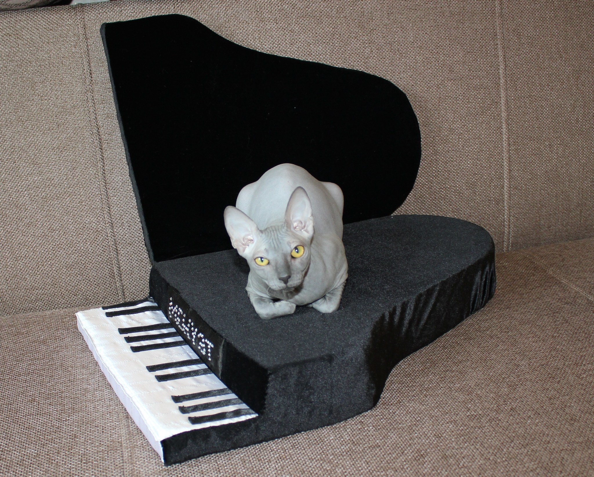 Sofa piano for a photo shoot. Sphinx on the piano - My, Don Sphynx, Longpost, cat, Lounger