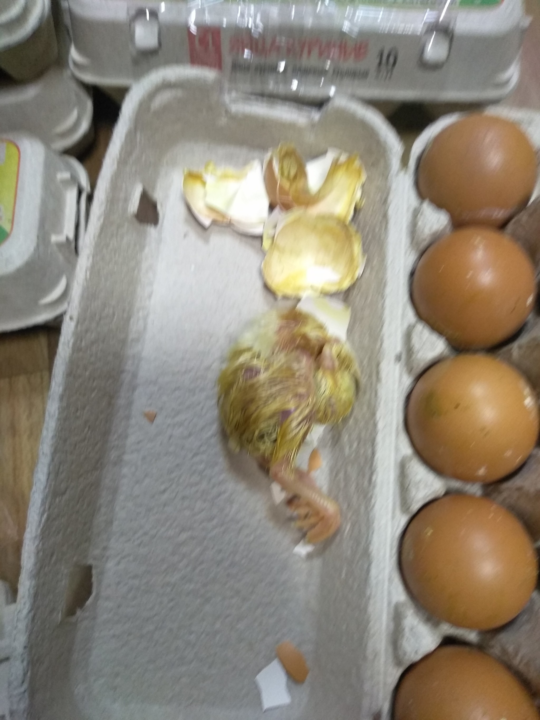 Not scrambled eggs. And these eggs are not for scrambled eggs - My, Eggs, Chickens, Newborn, Longpost