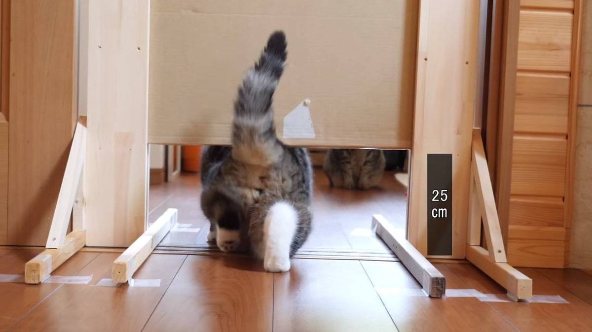 The experiment we deserve! - cat, Experiment, Maru, Slit, Japanese, The photo, Video, Longpost