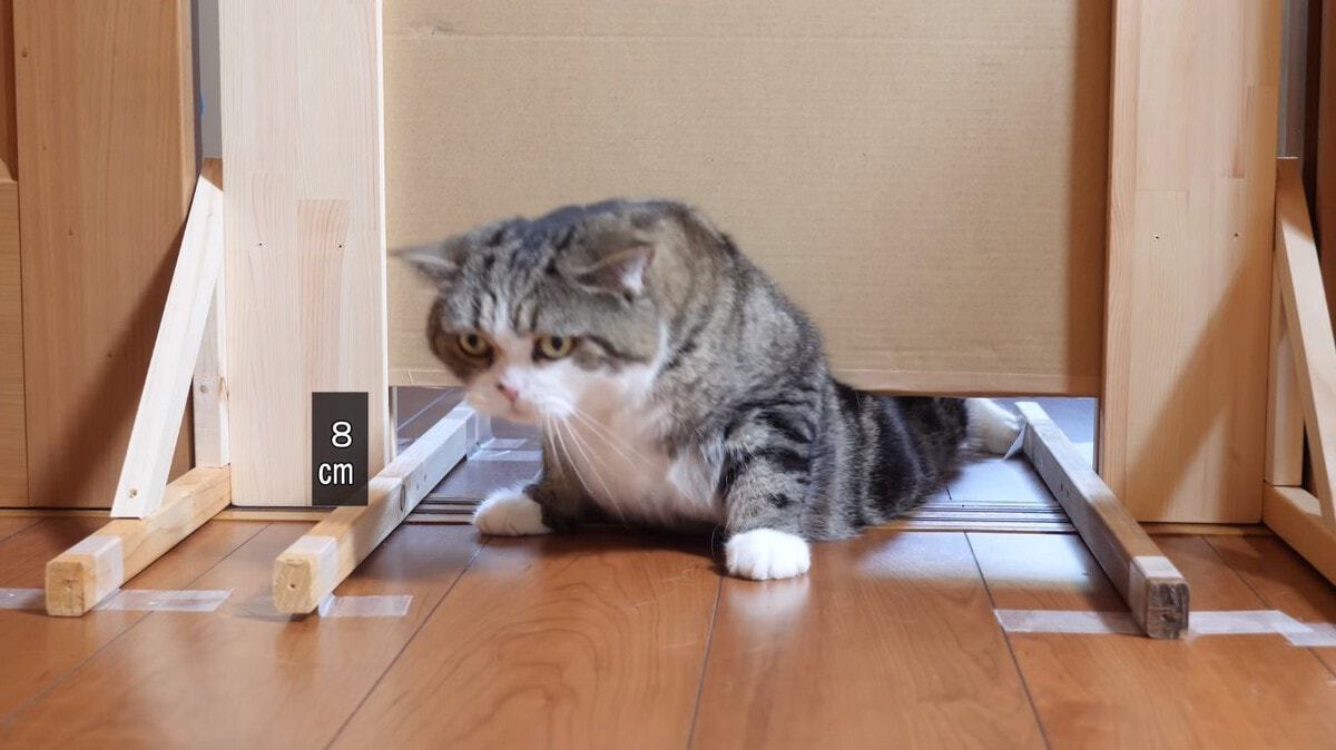 The experiment we deserve! - cat, Experiment, Maru, Slit, Japanese, The photo, Video, Longpost