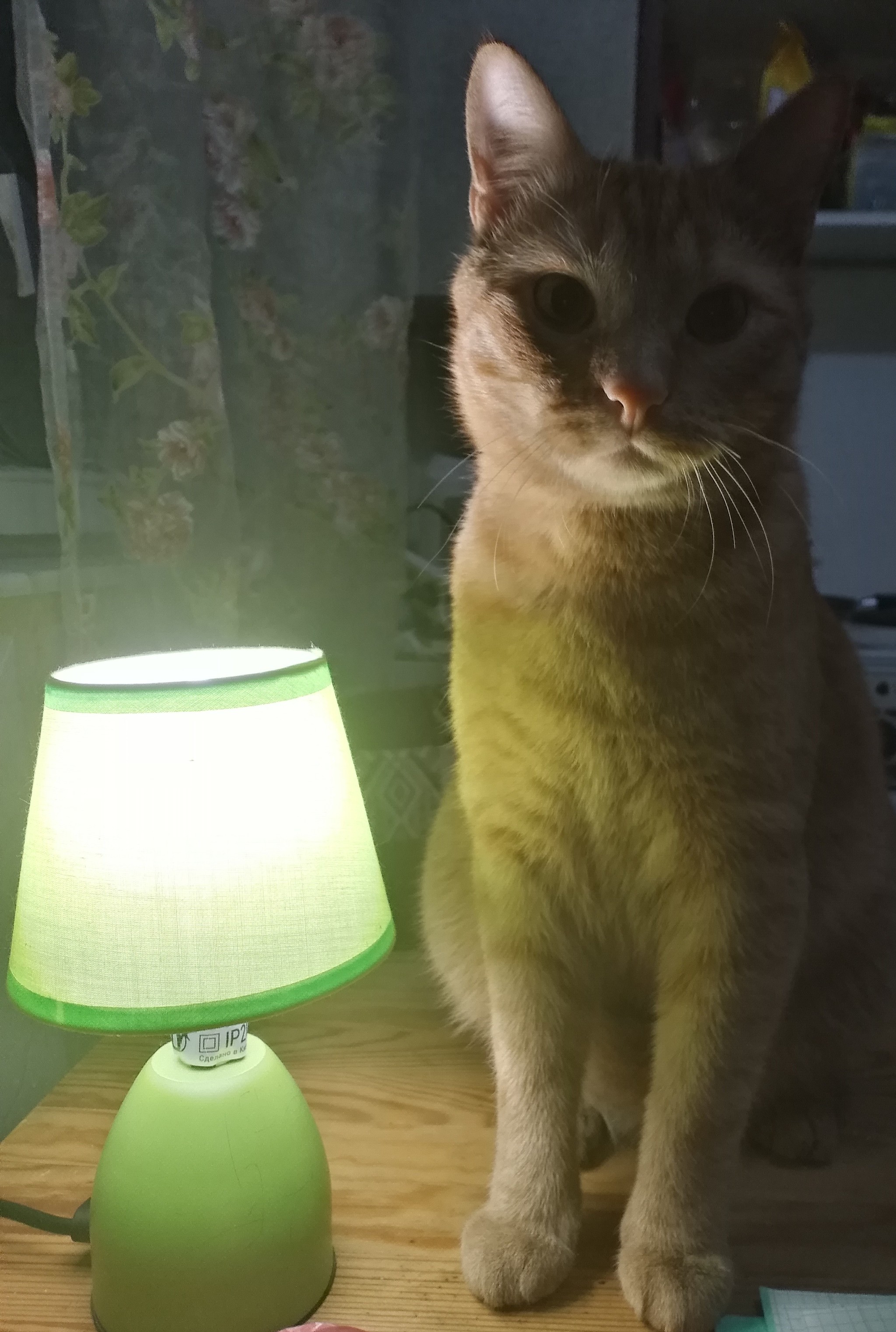 Cat Lamp Cosplay - My, cat, Cat with lamp
