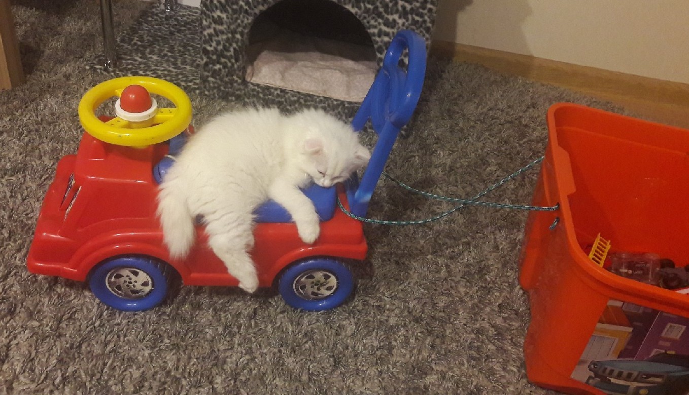 Trucker is tired - My, Truckers, cat, Catomafia