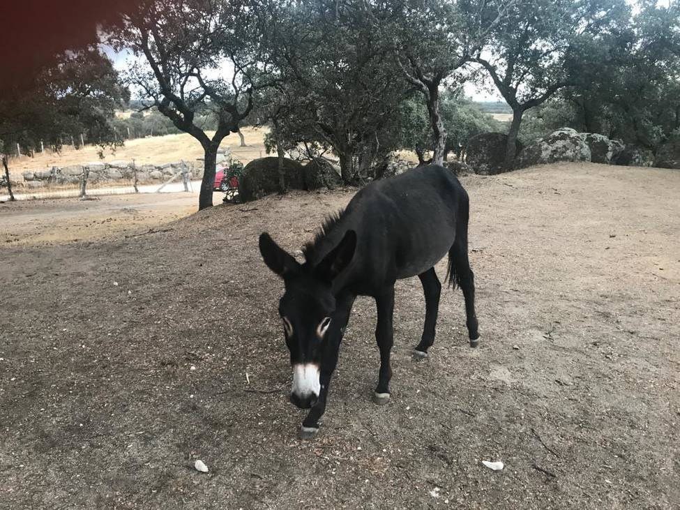 Greta Thunberg was offered to ride to the summit in Madrid on a donkey! - My, Ecology, Politics, Greta Thunberg, Humor, news, Travels, Joke, Marasmus