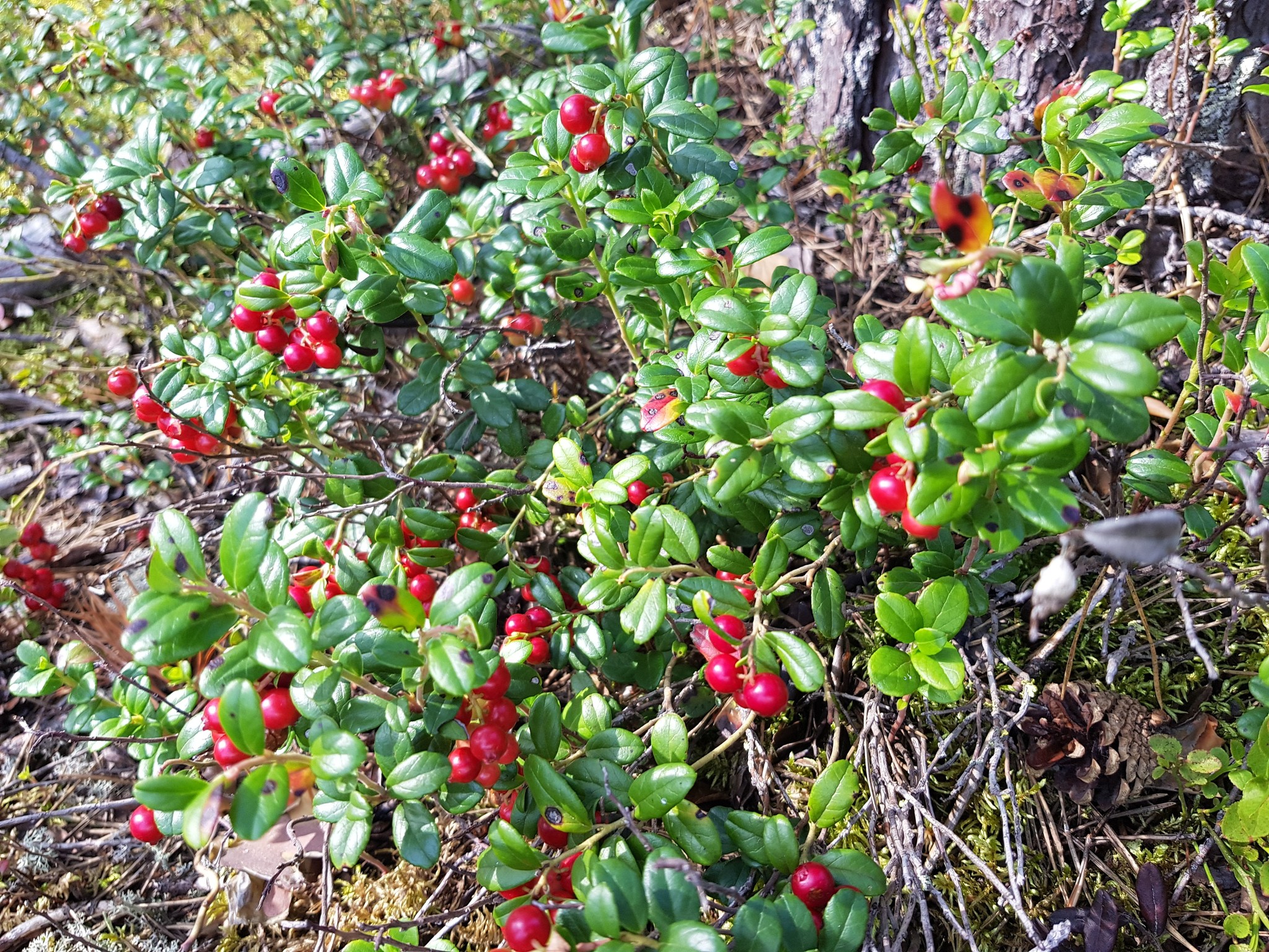 Summer Harvest - My, Mushrooms, Berries, Forest, Perm Territory, Longpost