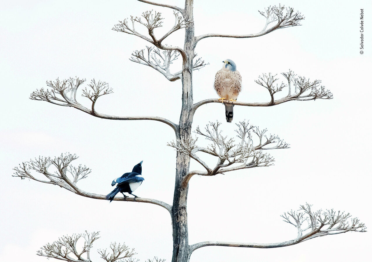 Wildlife Photographer of the Year Competition - Nature, The photo, Longpost