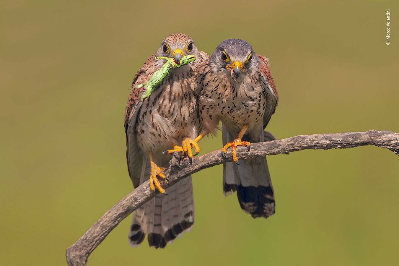 Wildlife Photographer of the Year Competition - Nature, The photo, Longpost