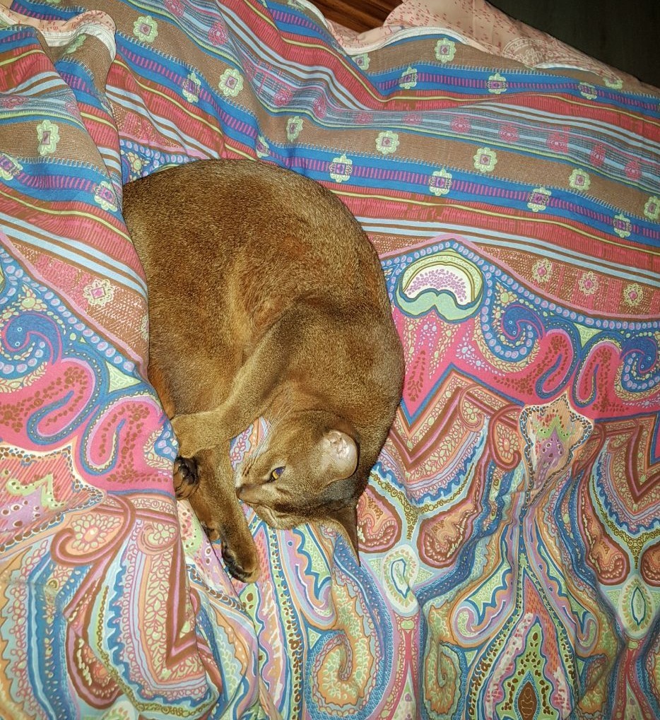 While you're waiting for you, you'll fall asleep) - My, cat, Abyssinian cat, Pets, Longpost