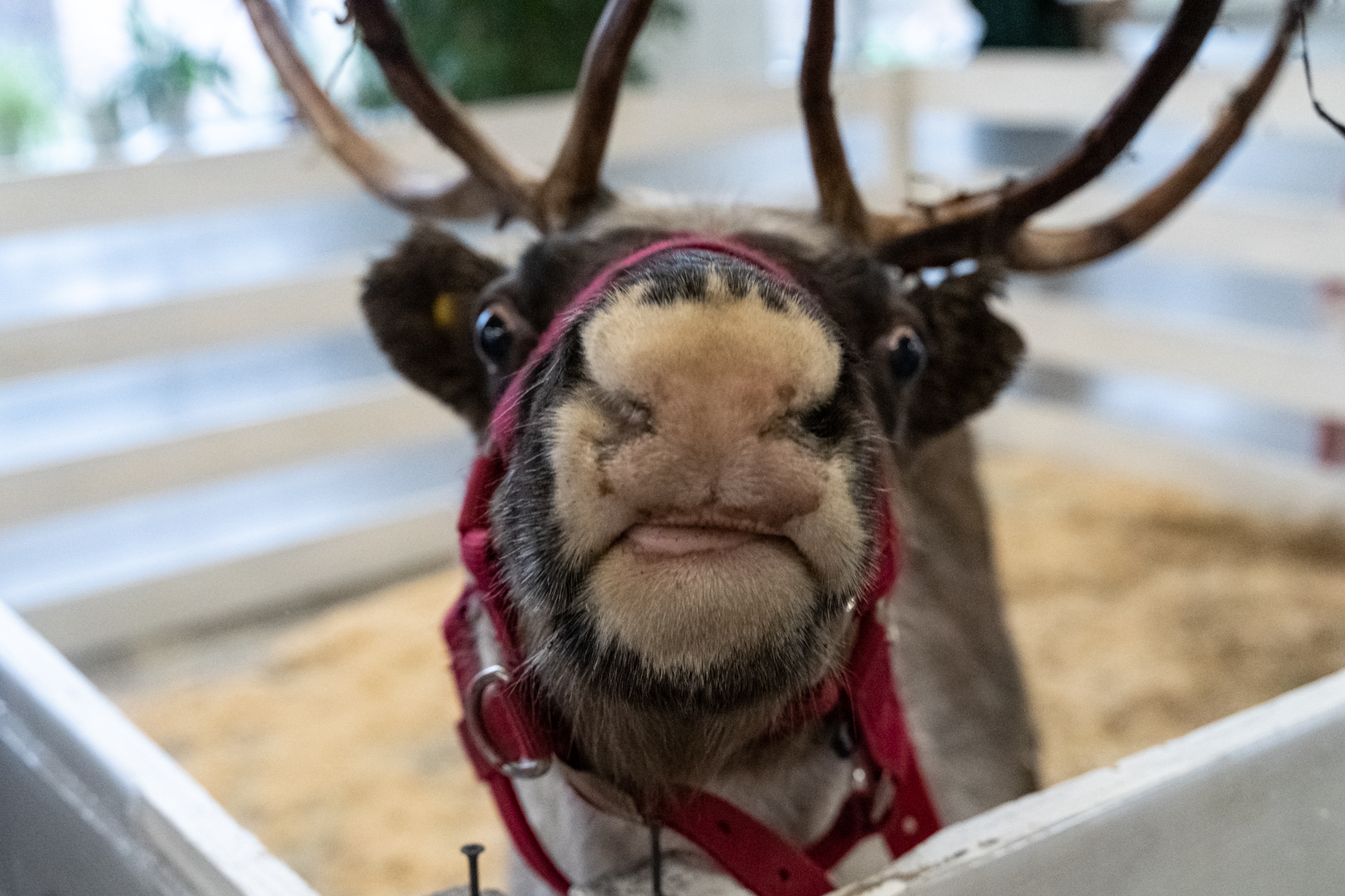 Reindeer - My, Deer, Reindeer, Loft Project Floors, Saint Petersburg, Animals, Video, Longpost