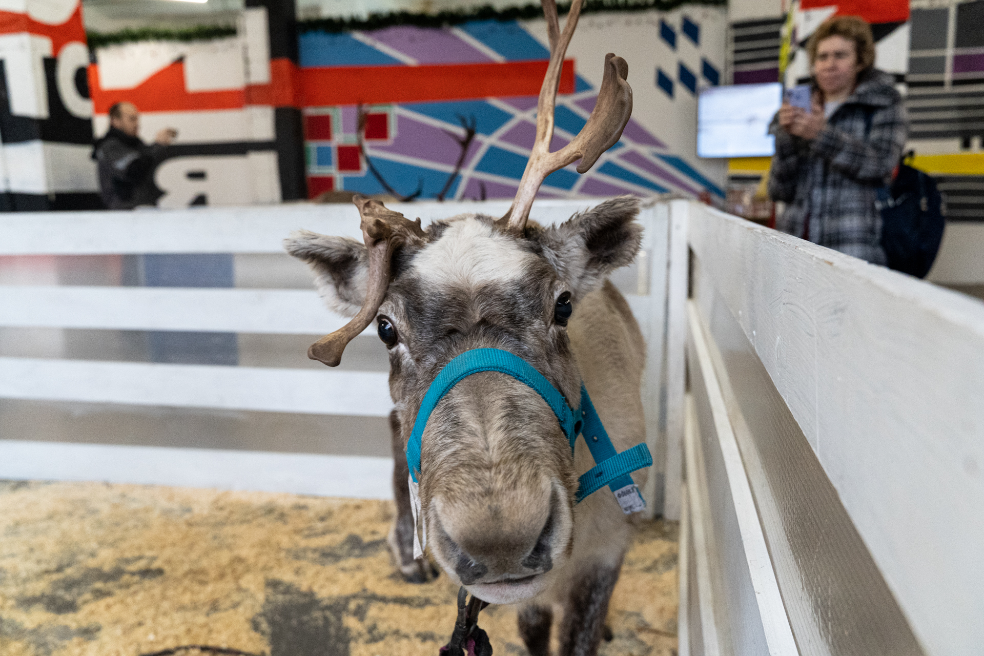 Reindeer - My, Deer, Reindeer, Loft Project Floors, Saint Petersburg, Animals, Video, Longpost