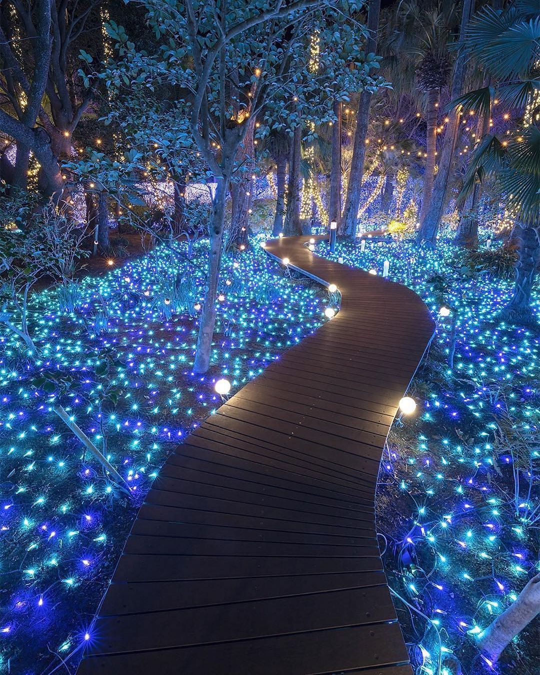 Fairytale forest in Kanagawa, Japan - beauty, The photo, Forest, Japan, Beautiful