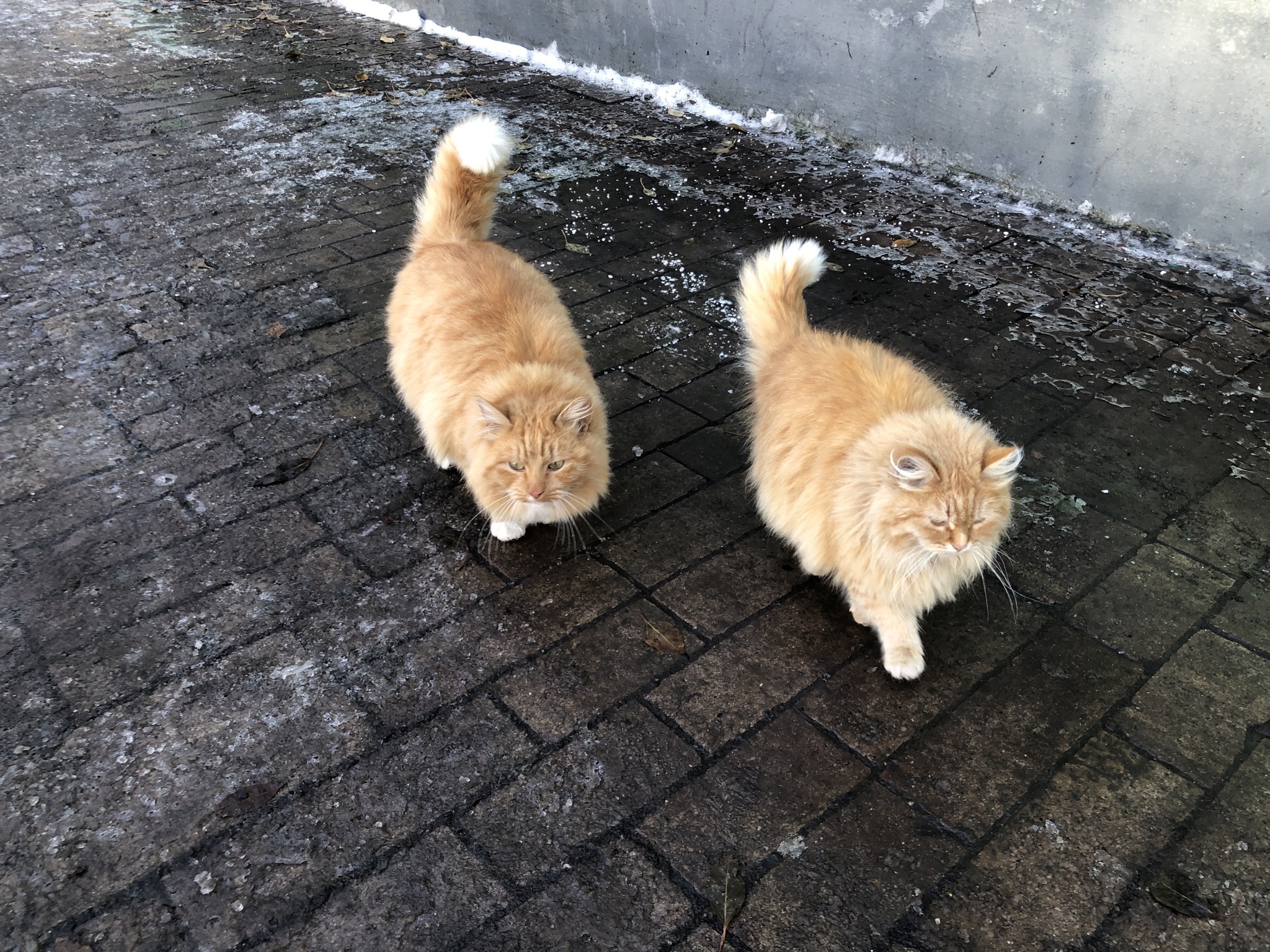 Saffron milk caps - My, cat, Redheads, The photo, Video, Longpost