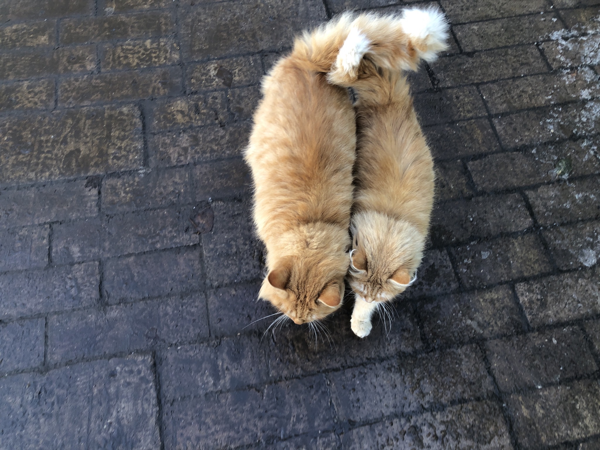 Saffron milk caps - My, cat, Redheads, The photo, Video, Longpost