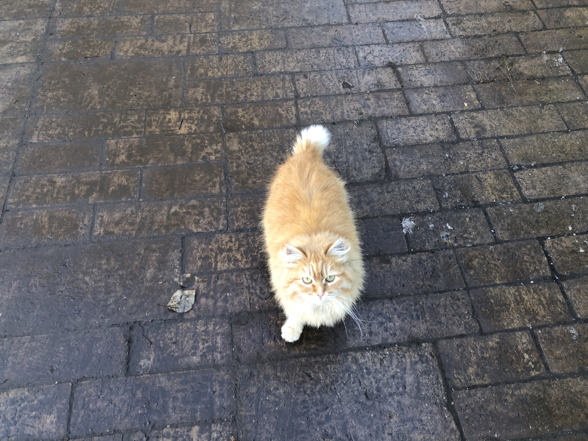 Saffron milk caps - My, cat, Redheads, The photo, Video, Longpost