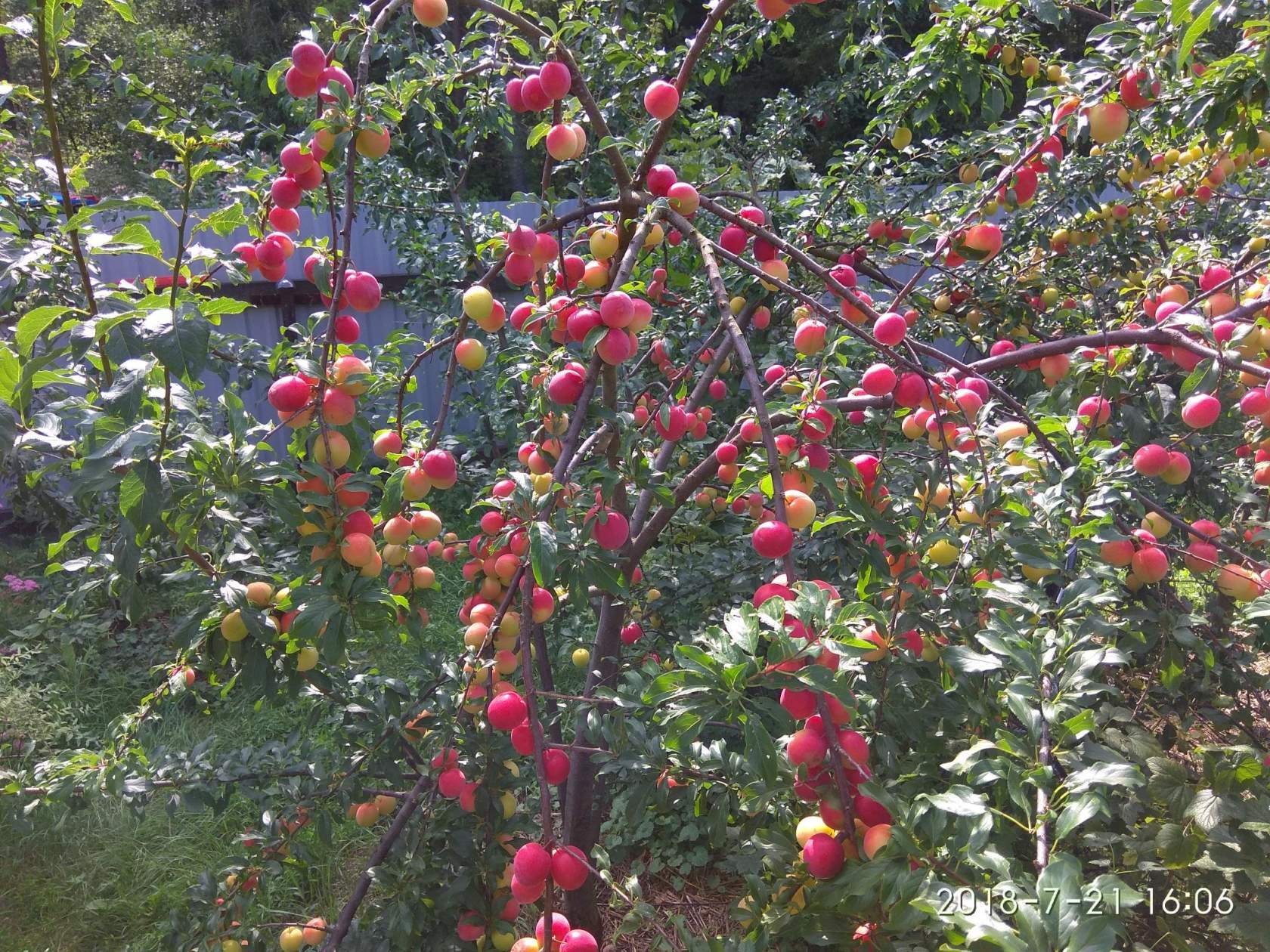 A little about the theory of growing diploid cherry plum - My, Longpost, Cherry plum, Novopolotsk, Garden, Gardening, Gardener