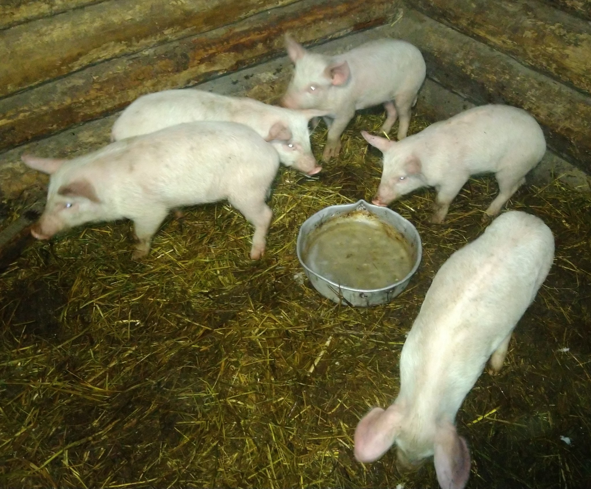 Replenishment has arrived - My, Piglets, Village, Сельское хозяйство