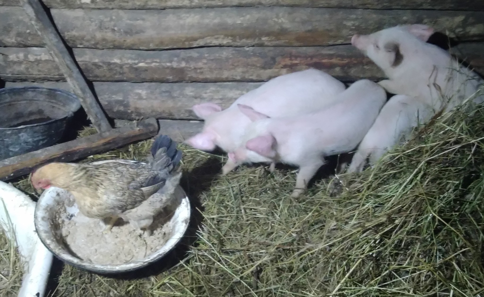 Replenishment has arrived - My, Piglets, Village, Сельское хозяйство