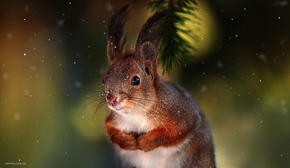 Squirrel - Squirrel, Nature, Longpost, Animals