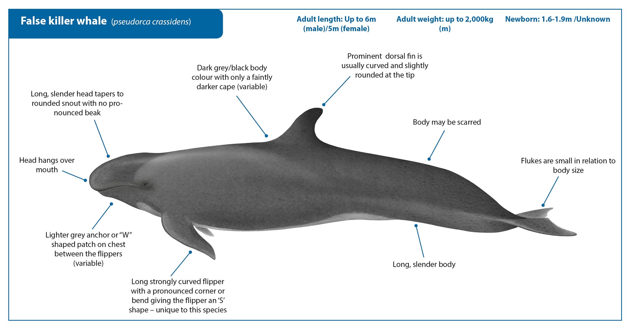 Unusual marine mammals - Top, Mammals, Marine life, Killer whale, Cetaceans, Animals, Longpost