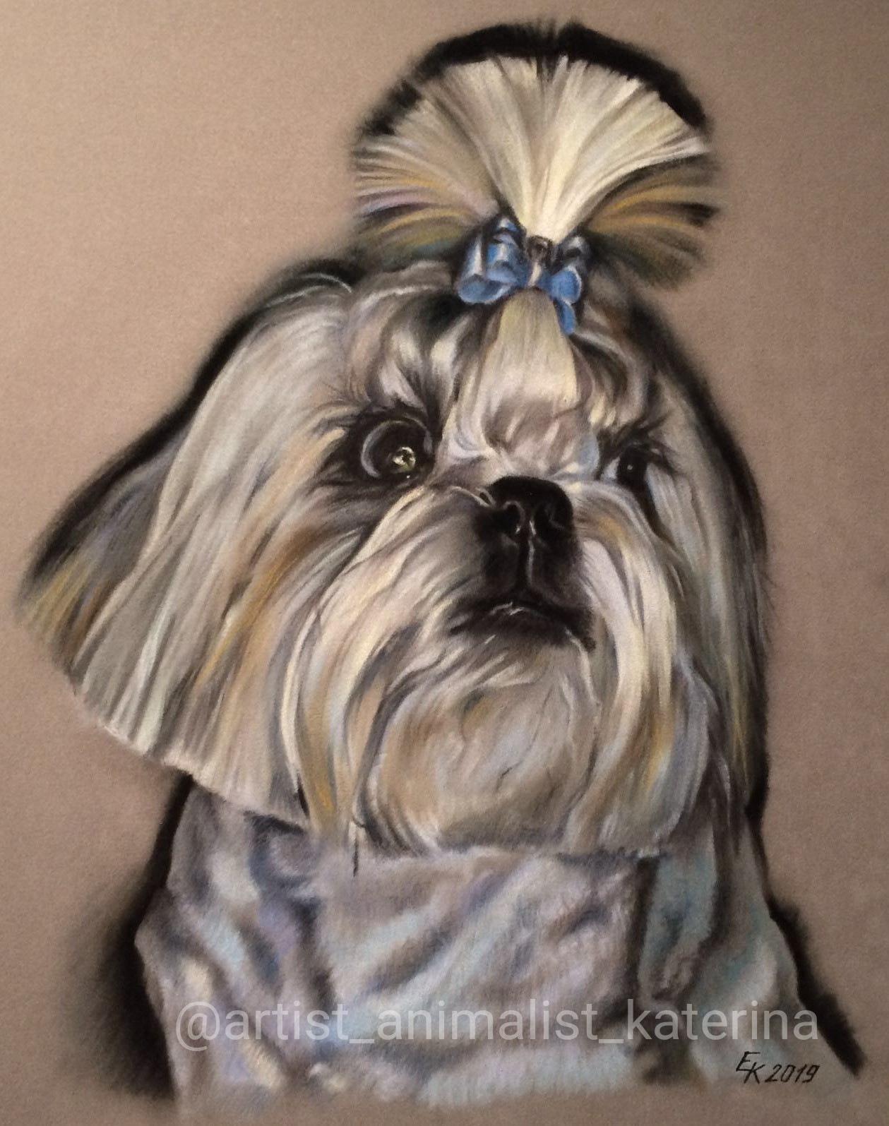 Shih Tzu Sam. Portrait made with dry pastel - My, Portrait, Dry pastel, Dog, Creation, Drawing