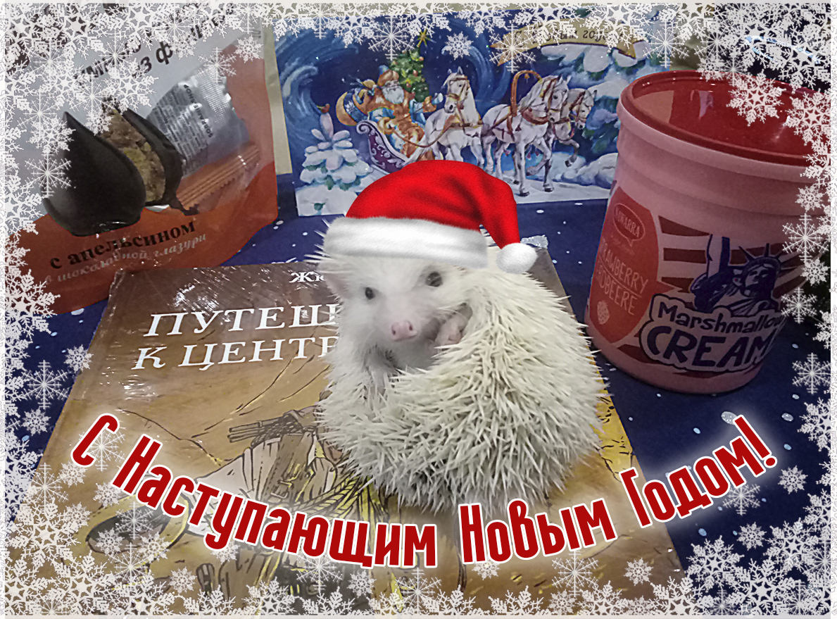 ADM 2019/2020 Bogdanovich - Uraj - My, Presents, Gift exchange report, New Year's gift exchange, Gift exchange, Longpost, Secret Santa, Hedgehog