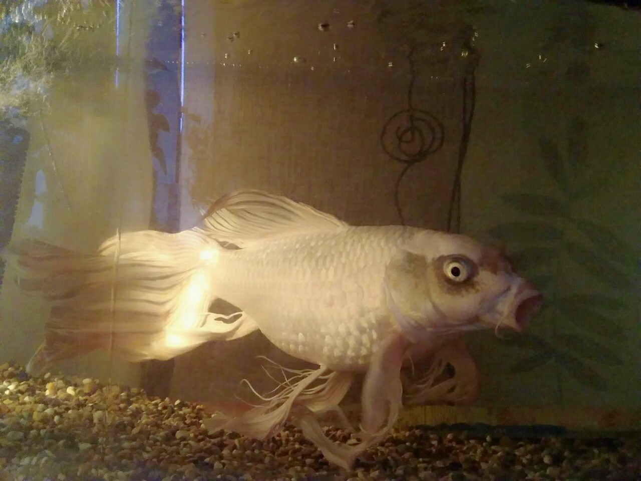 Continuation of the post “Pig in a poke or how I bought a “comet”” - My, Carp, Video, Longpost, Aquarium