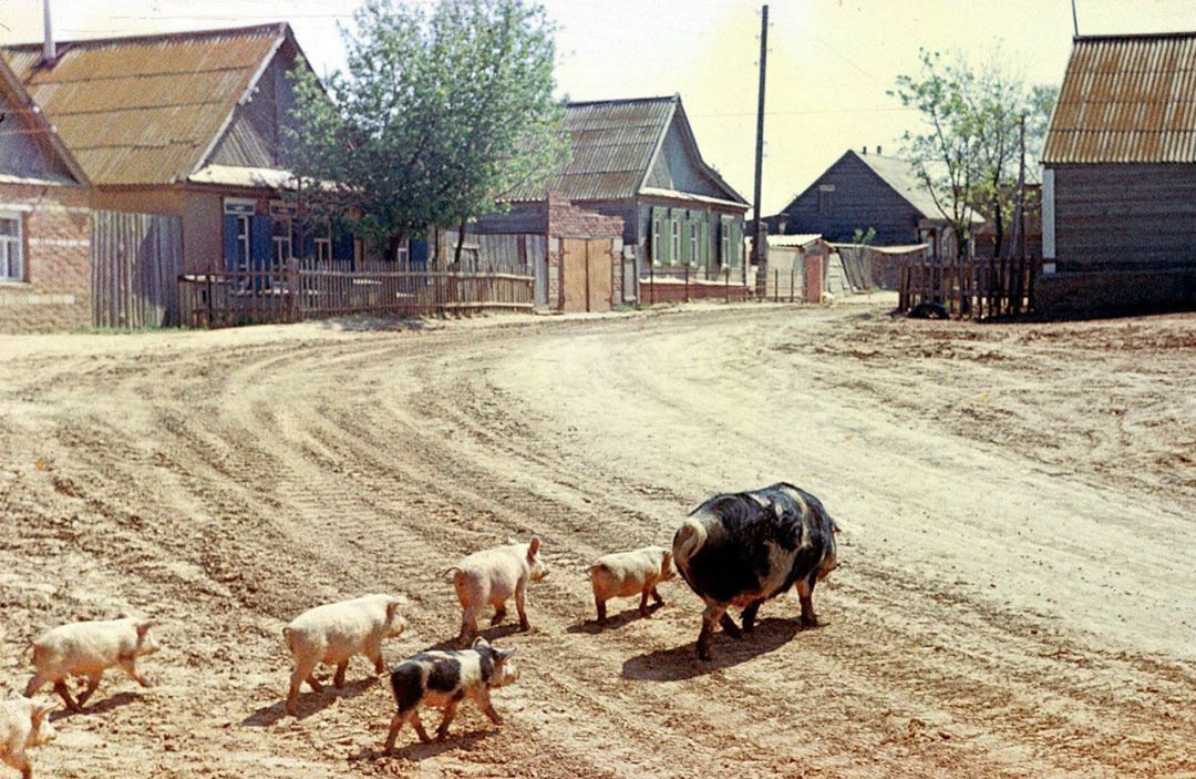 Village promenade.... - Pig, Village, Animals