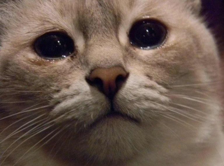 Могут ли животные плакать? | Пикабу