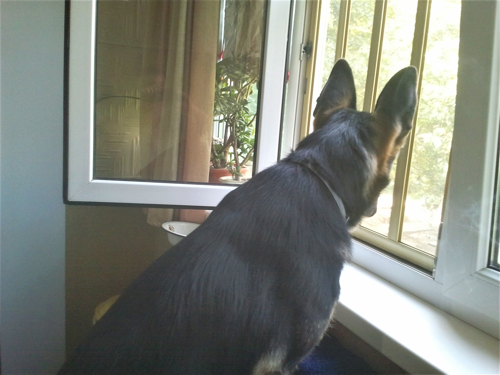 Curious Barabara. The girl in the window - My, Dog, German Shepherd, Yandex Zen, Longpost