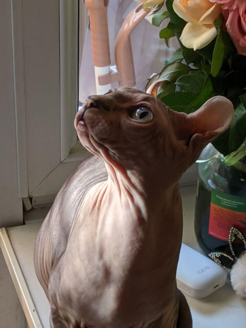 I hate hairless cats - My, cat, Canadian sphinx, Elves, Longpost