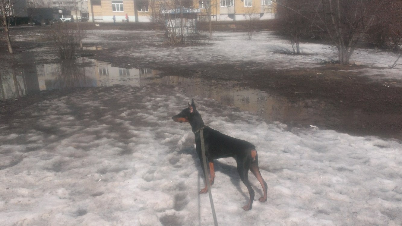 Meet Rogue von Black - My, Dog, Doberman, Tambov, Longpost