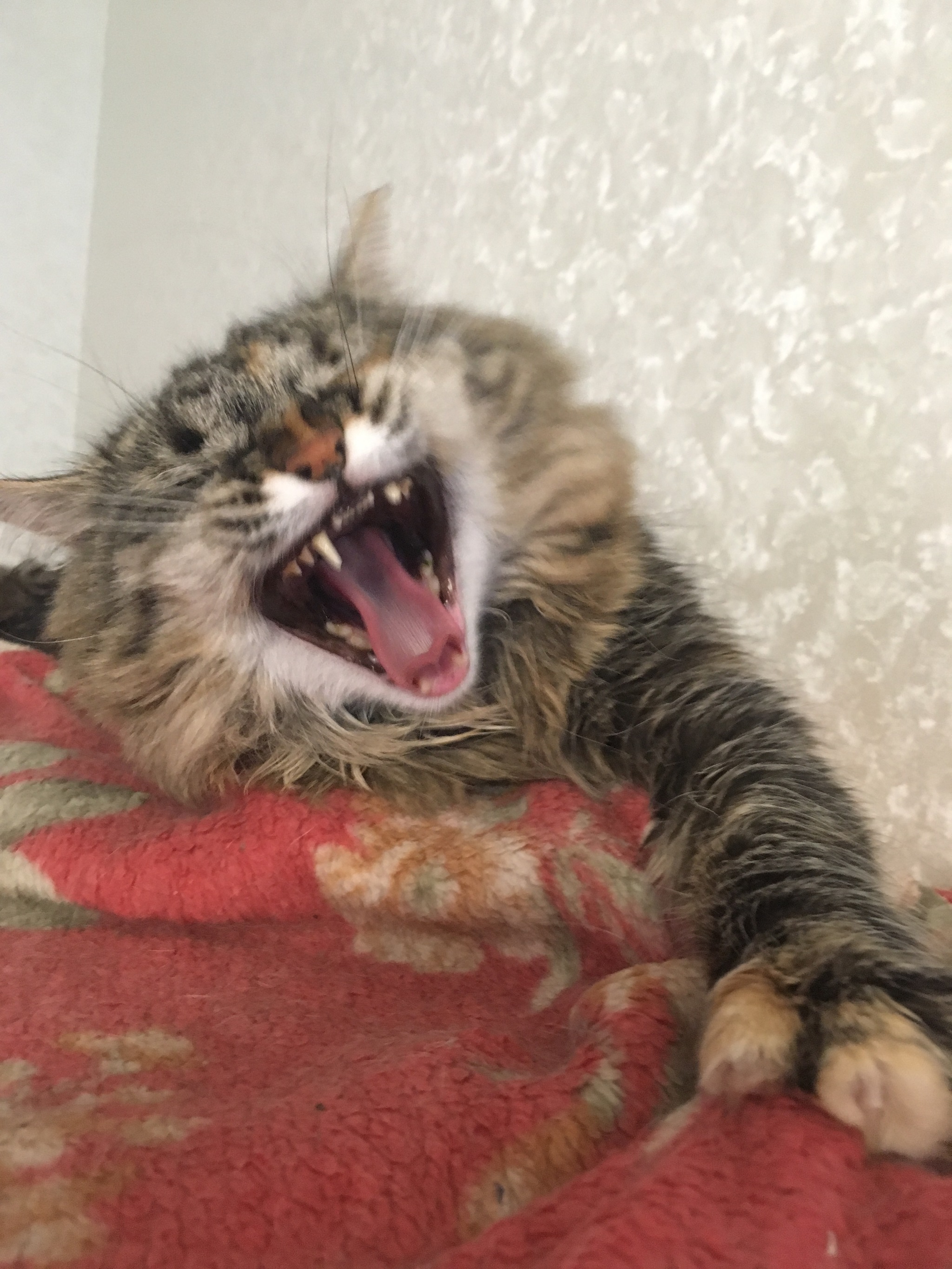 Yawning cats - My, cat, Pets, Longpost