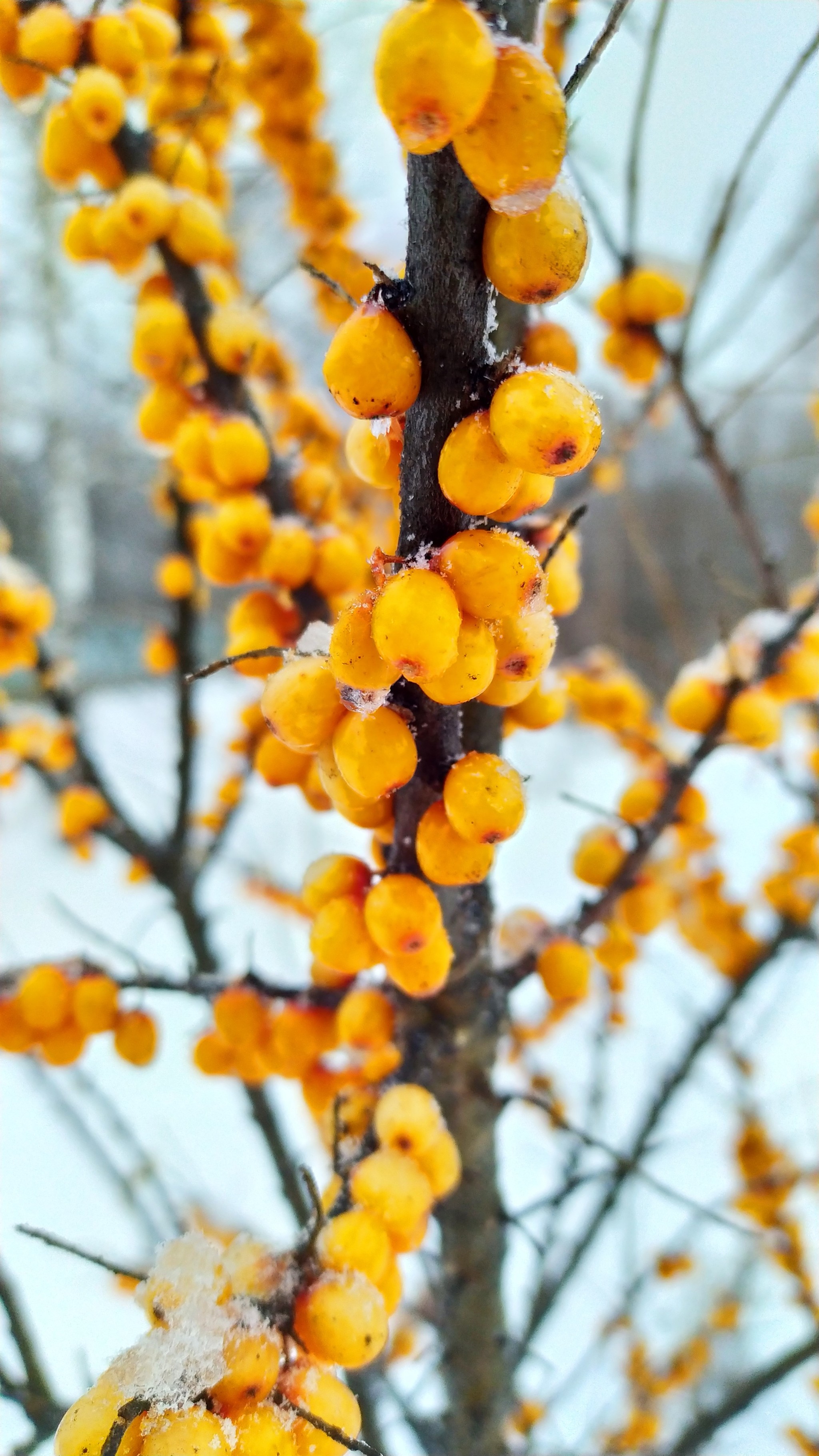 Brightness of colors - My, Photo on sneaker, Beginning photographer, The photo, Longpost, Sea buckthorn