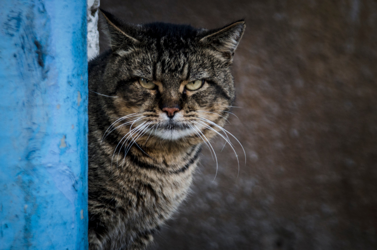 The housing and communal services foreman talks about the problems of his work - Housing and communal services, Jes, State, Republic of Belarus, Work, Utility services, Plumber, cat, Video, Longpost