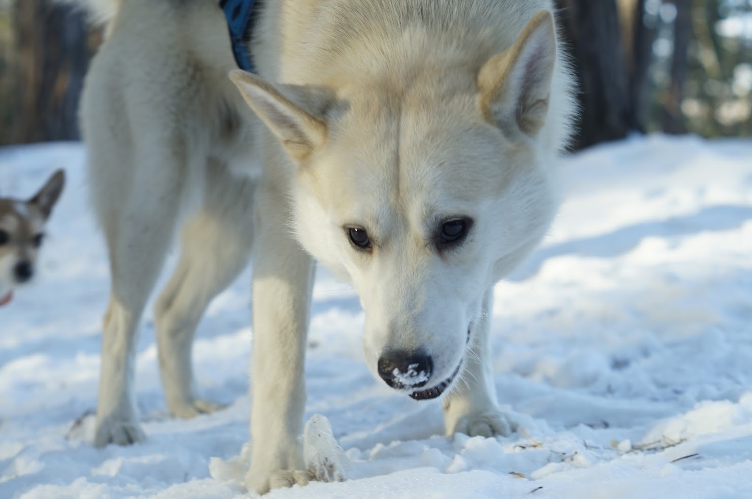 Smiling dog - My, Dog, Laika, The photo, Winter, Snow, Longpost